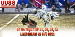Đá Gà Trực Tiếp C1, C2, C3, C4 - Livestream 4K Cực Đỉnh