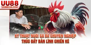 Kỹ Thuật Nuôi Gà Đá Chuyên Nghiệp Thúc Đẩy Bản Lĩnh Chiến Kê