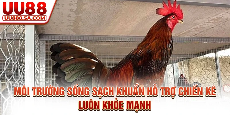 Môi trường sống sạch khuẩn hỗ trợ chiến kê luôn khỏe mạnh